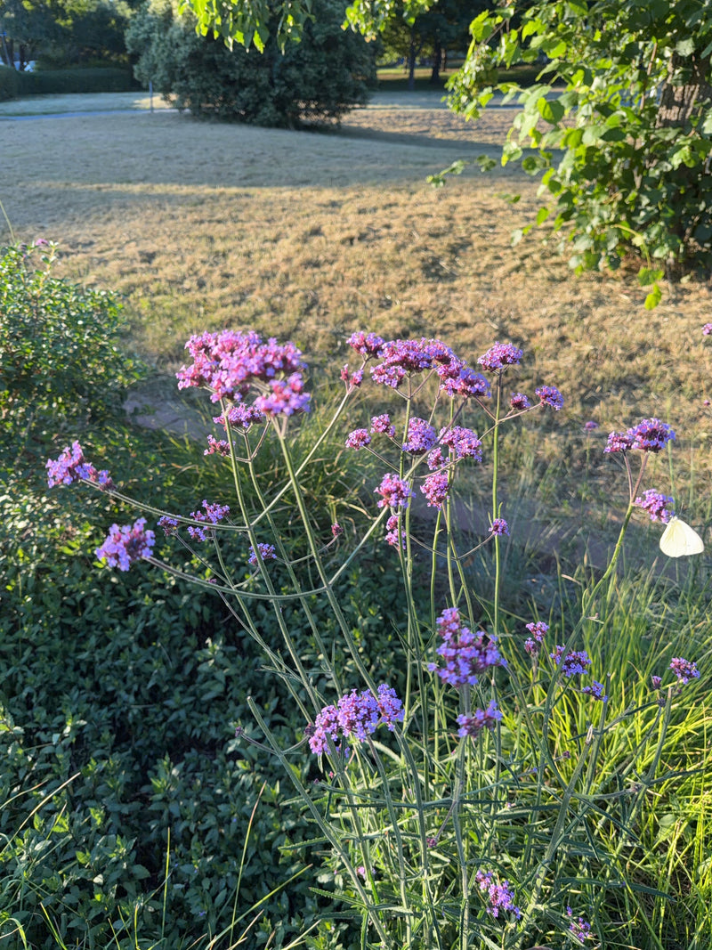 Una cavolaia minore è posata sui fiori viola di una verbena in un giardino. La farfalla è ben visibile mentre si nutre.
