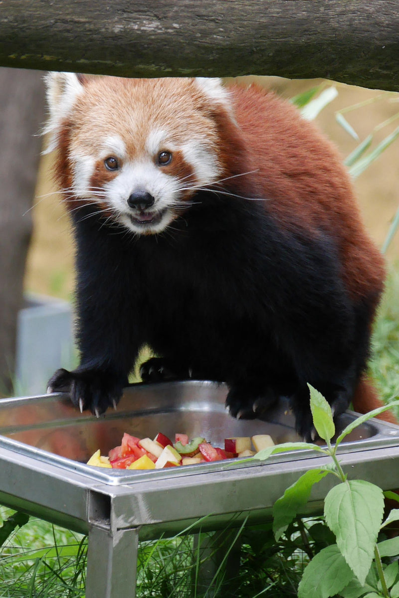Piccolo panda — Bild 1