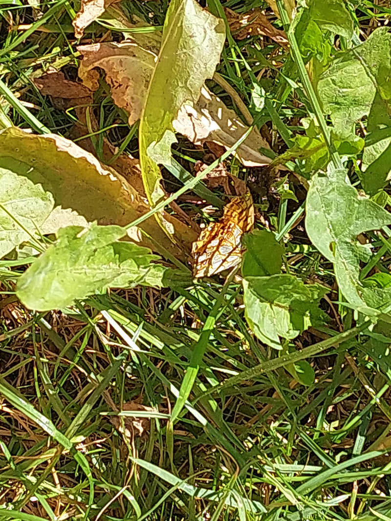 Piccola farfalla fritillare — Bild 1