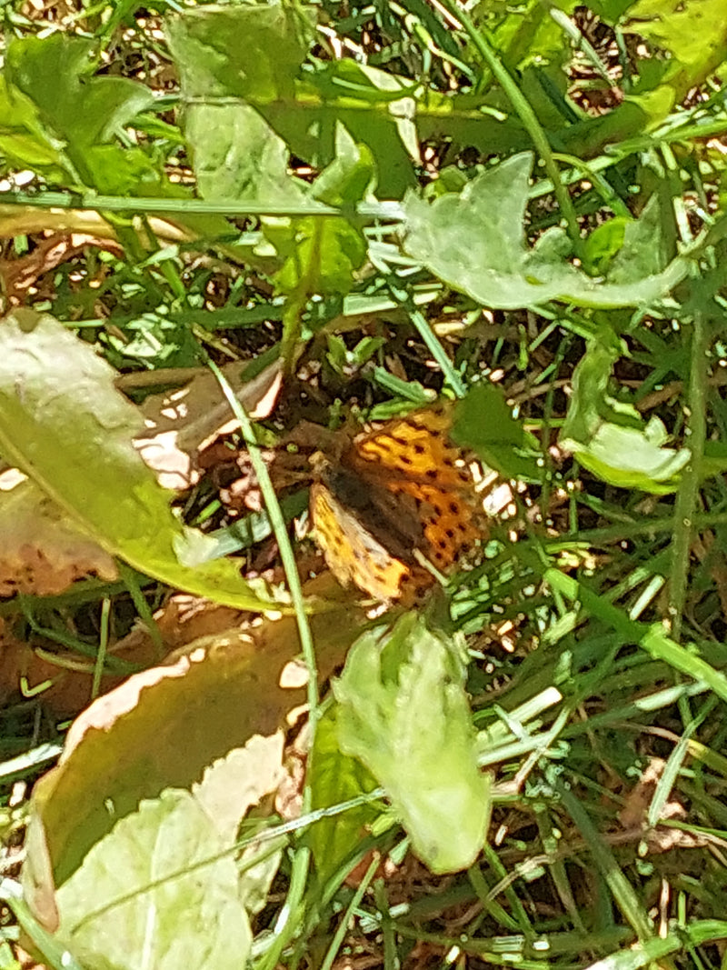 Piccola farfalla fritillare — Bild 3