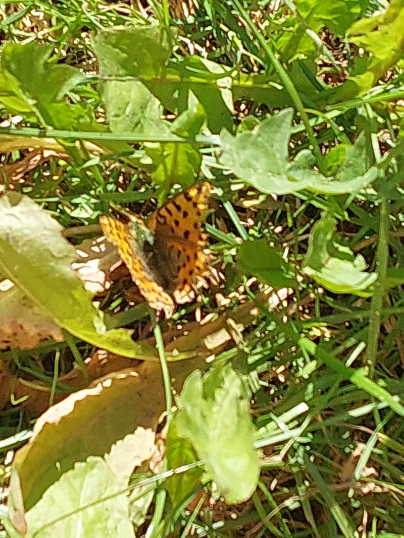 Piccola farfalla fritillare — Bild 2