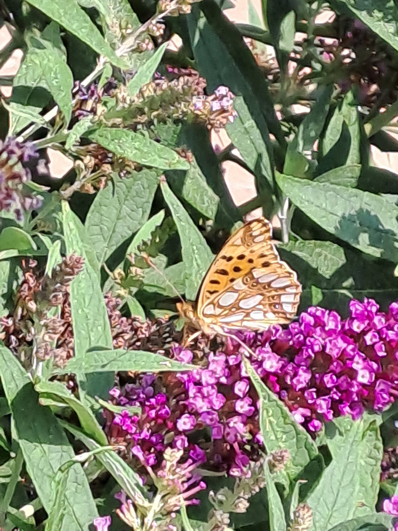 Piccola farfalla fritillare — foto 2 di 7