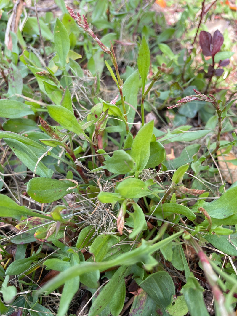 Piccola acetosa — Bild 1