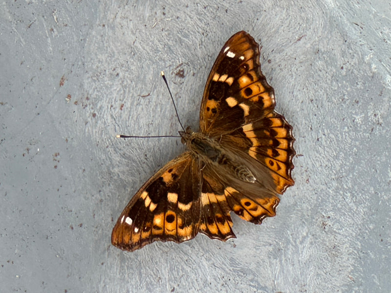 Kleiner Schillerfalter — foto 1 di 1