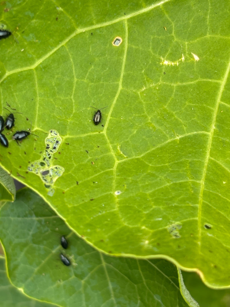 Piccola pulce di carbone striata — Bild 1