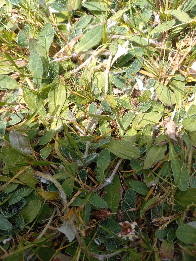 Piccola pilosella — Bild 1