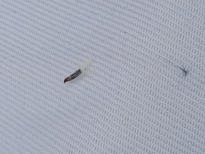 Piccola pilosella — Bild 1