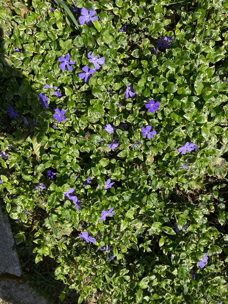 Piccolo sempreverde — Bild 1