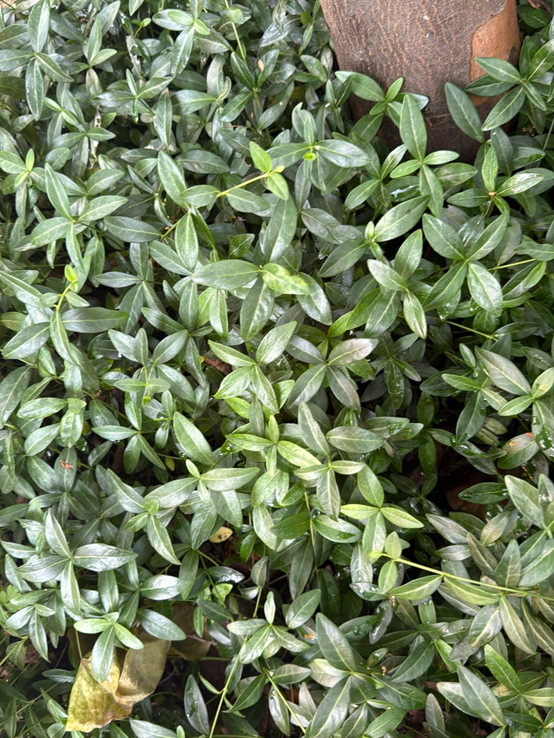 Si vede un tappeto denso di foglie lucide e verde scuro di minore pervinca sul terreno. La pianta cresce piatta sul suolo e si estende attorno a un tronco d'...