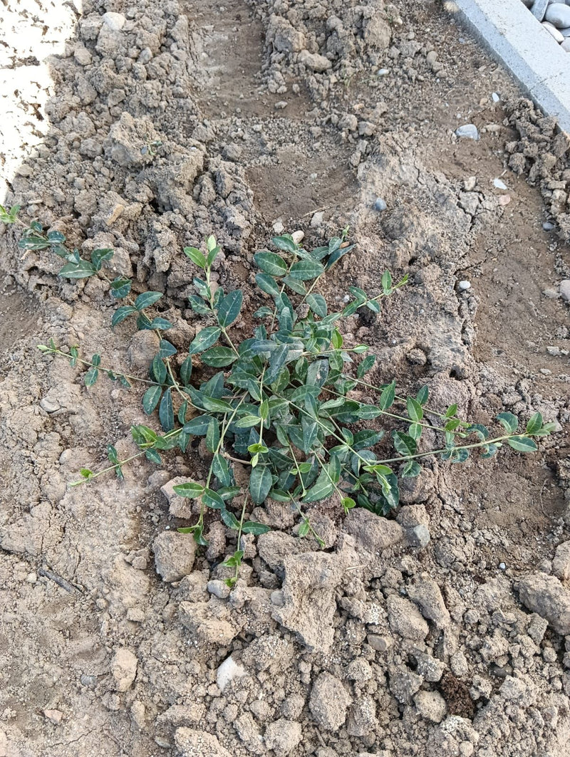 L'immagine mostra un piccolo pervinca appena piantato con le sue tipiche foglie lucide, che cresce su terra aperta. Lo scatto mostra la pianta dall'alto nell...