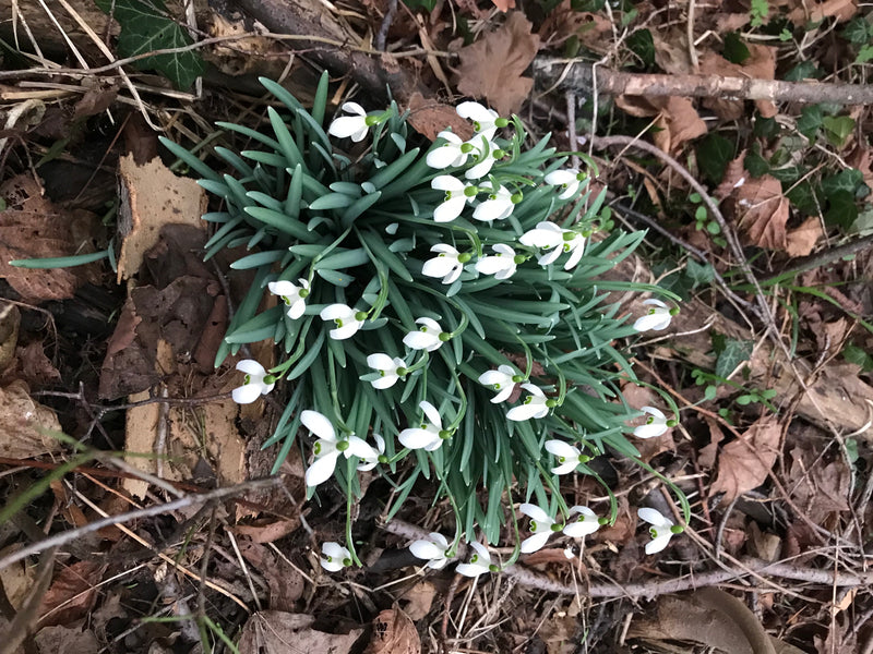 Un gruppo denso di bucaneve in fiore cresce in mezzo al fogliame secco sul pavimento della foresta. I caratteristici fiori bianchi pendono graziosamente sull...