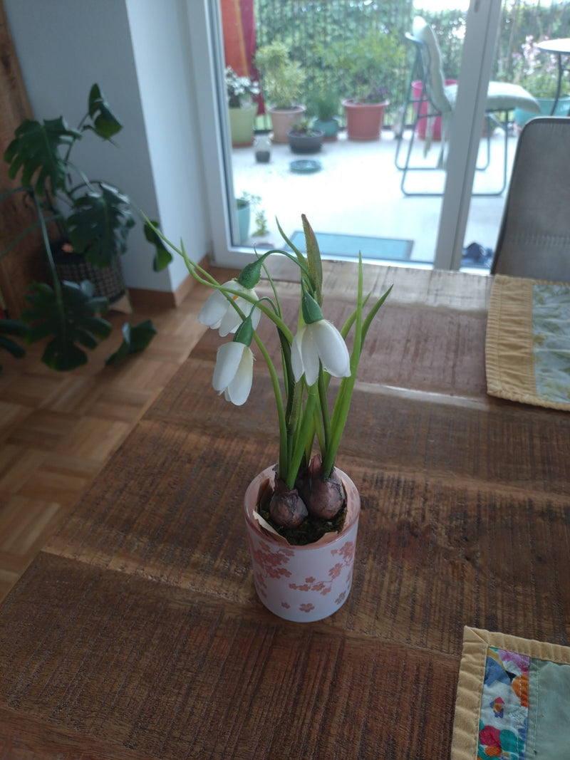 Piccolo bucaneve — Bild 2