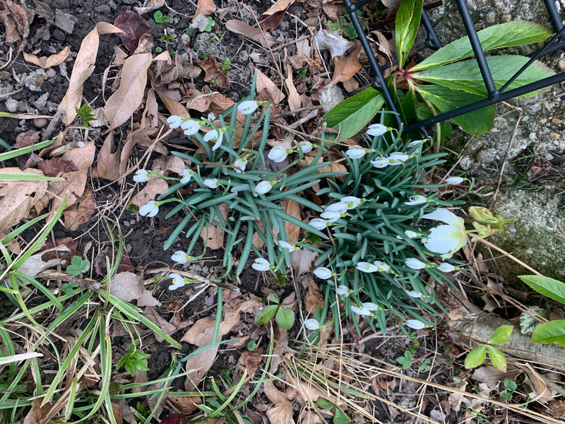 L'immagine mostra due ciuffi di bucaneve comune con numerosi fiori bianchi e foglie verdi strette. Crescono su un terreno boschivo coperto di foglie.