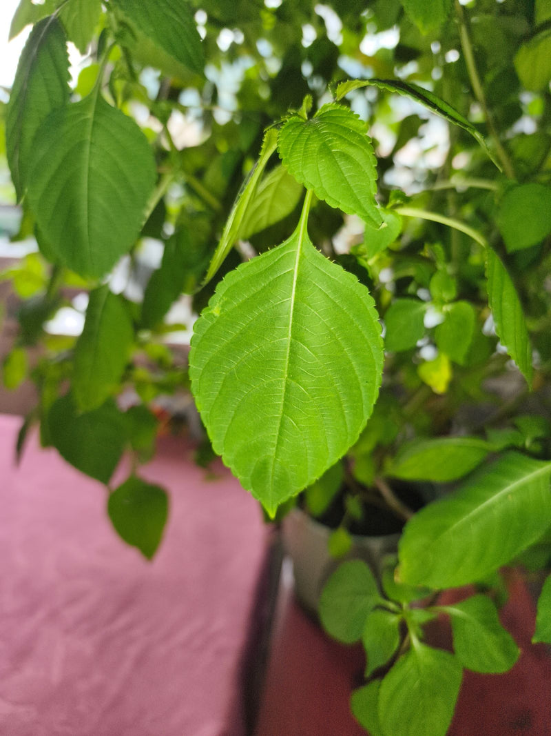 Piccolo balsamo — foto 1 di 10