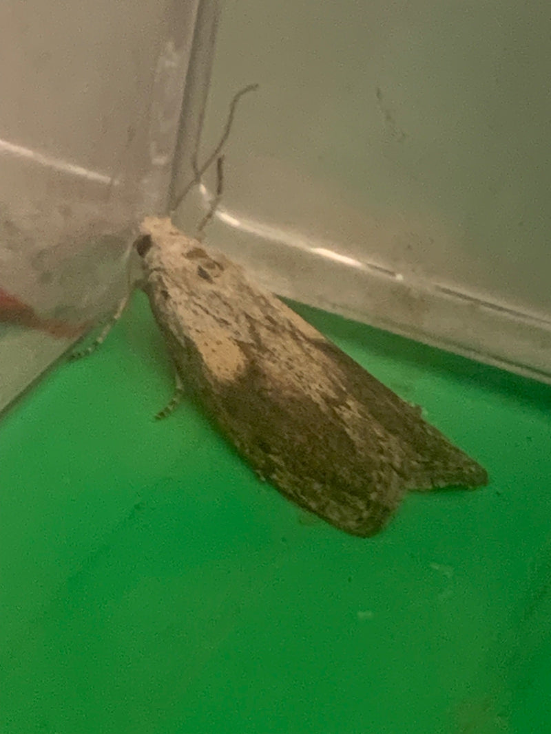 Incolla falena — Bild 1