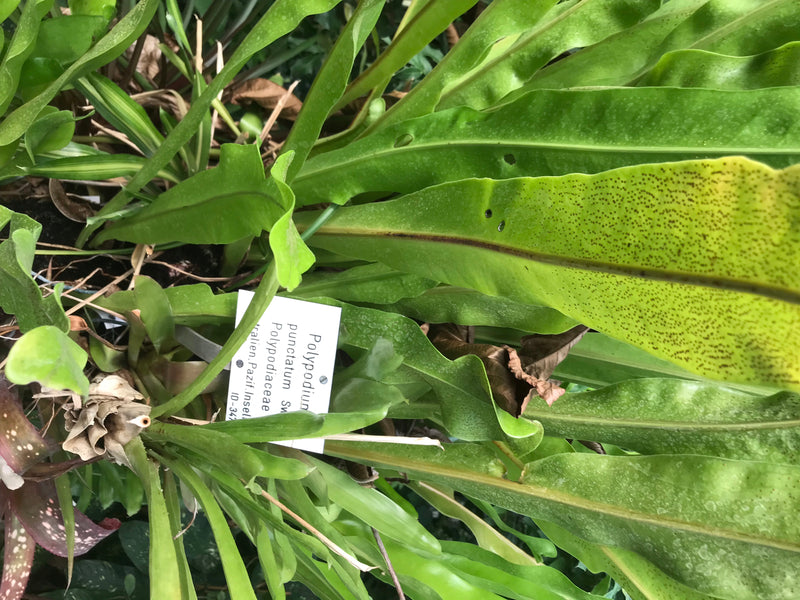 Felce maculata rampicante — foto 1 di 2