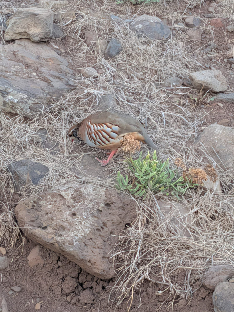 Klippenhuhn — foto 1 di 1