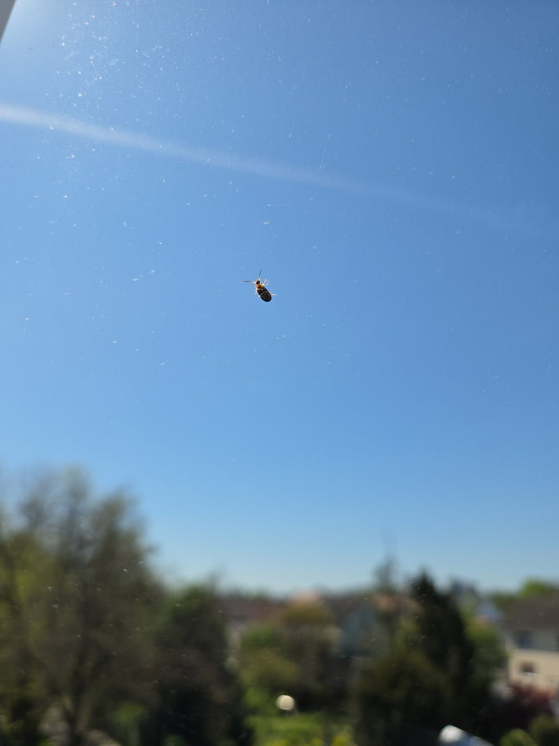 Scarabeo delle foglie del poligono — Bild 2