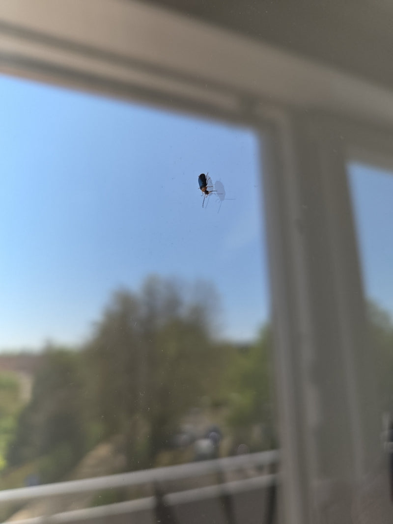 Scarabeo delle foglie del poligono — Bild 1