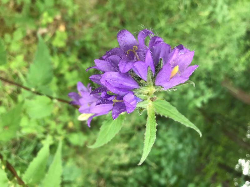 Groviglio Campanula — foto 1 di 1
