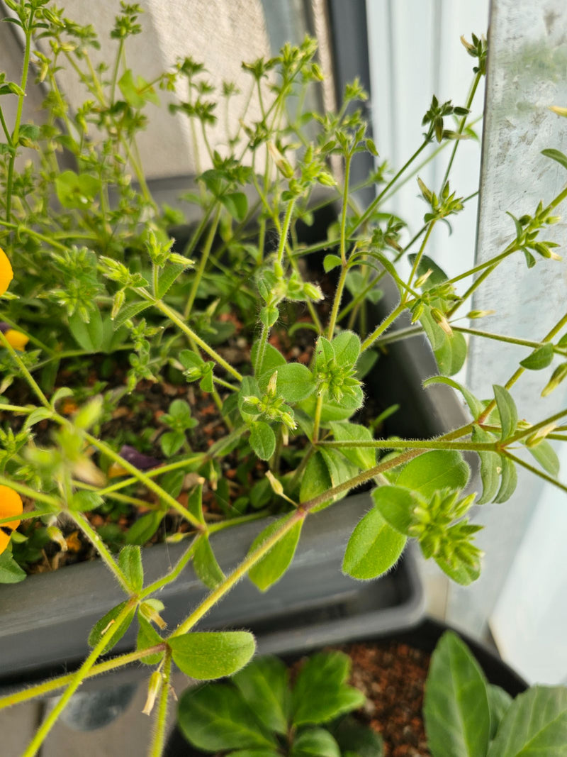 Hornwort aggrovigliato — Bild 1