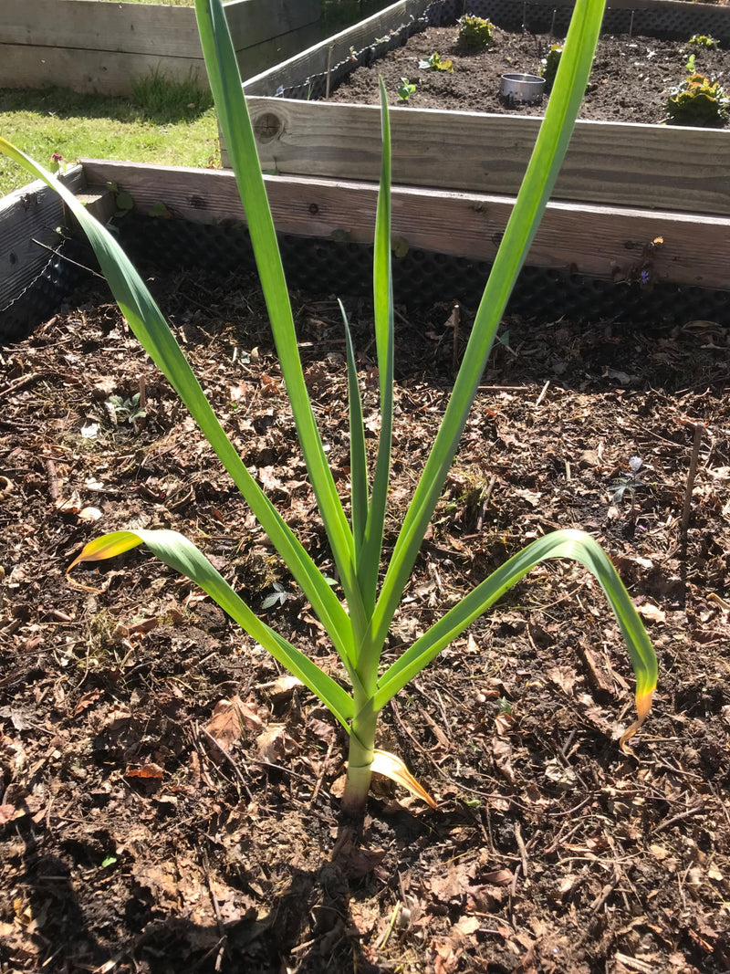 Aglio — Bild 1