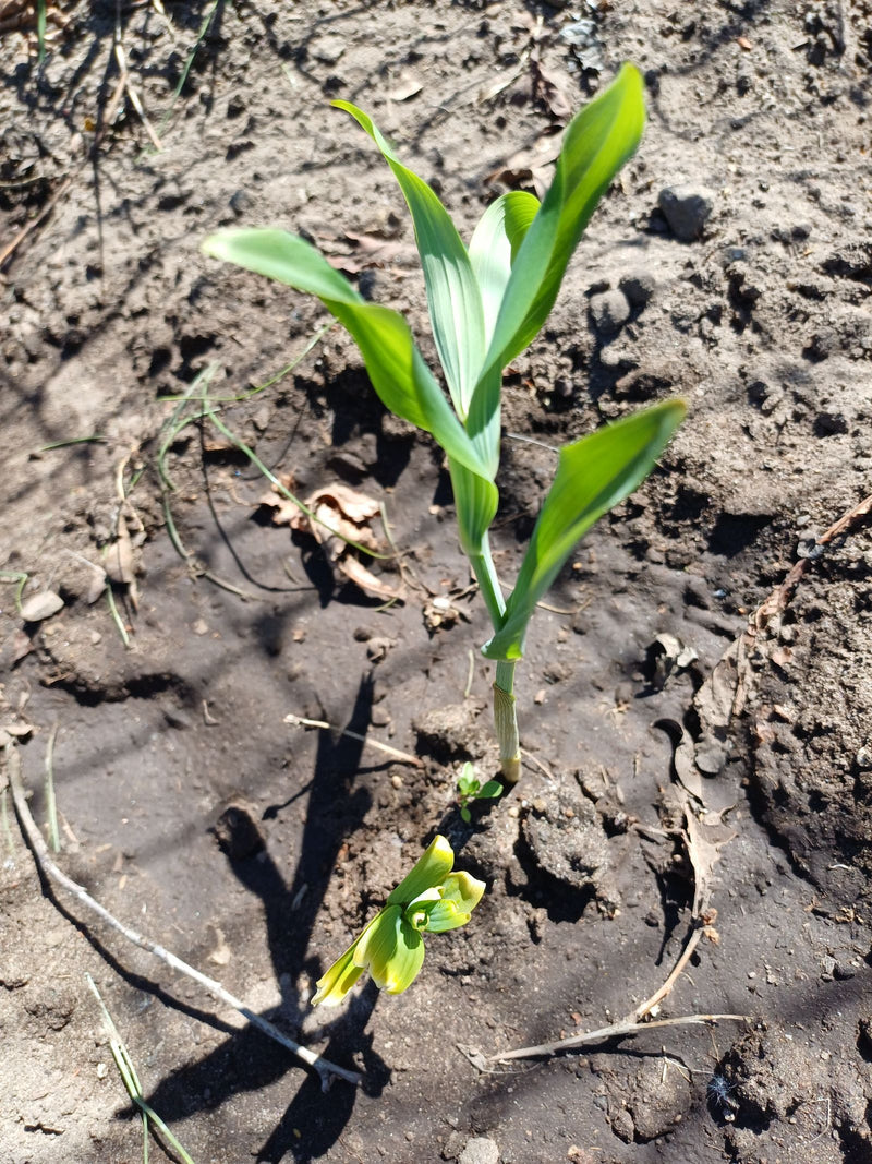 Si vede una giovane pianta di aglio che cresce dal terreno nudo. Le foglie verdi sono rivolte verso l'alto.