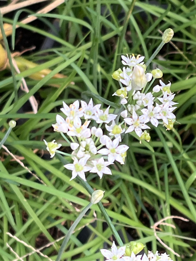 aglio cipollina — Bild 2