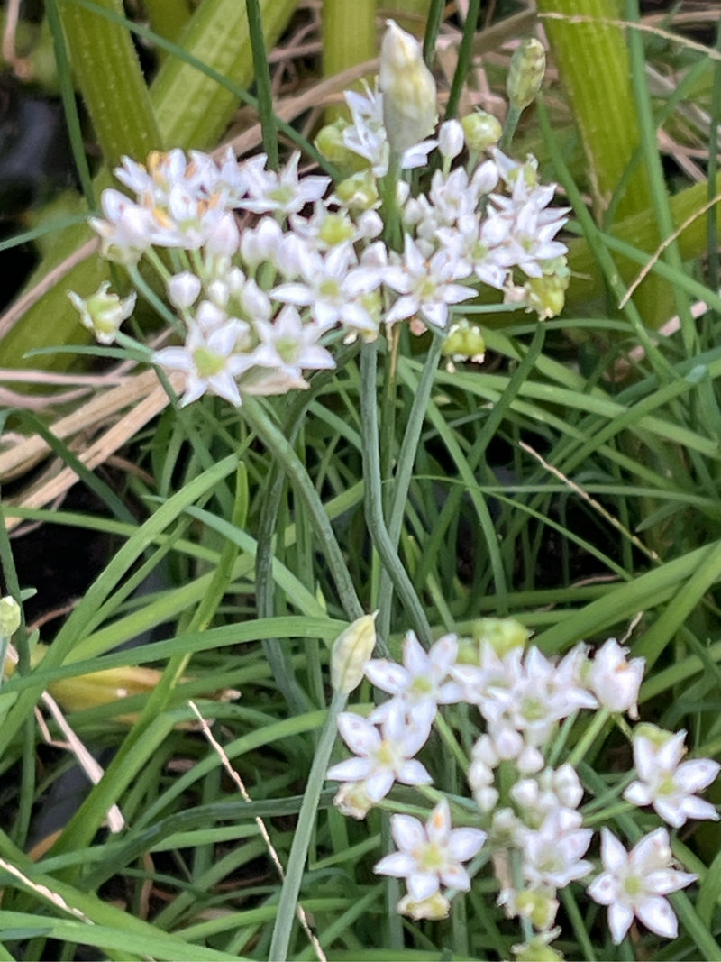 aglio cipollina — Bild 1