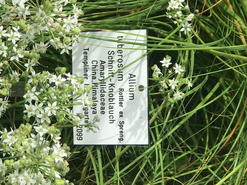 L'immagine mostra aglio cinese in fiore con fiori bianchi in un'aiuola da giardino, accompagnato da un cartello informativo etichettato.