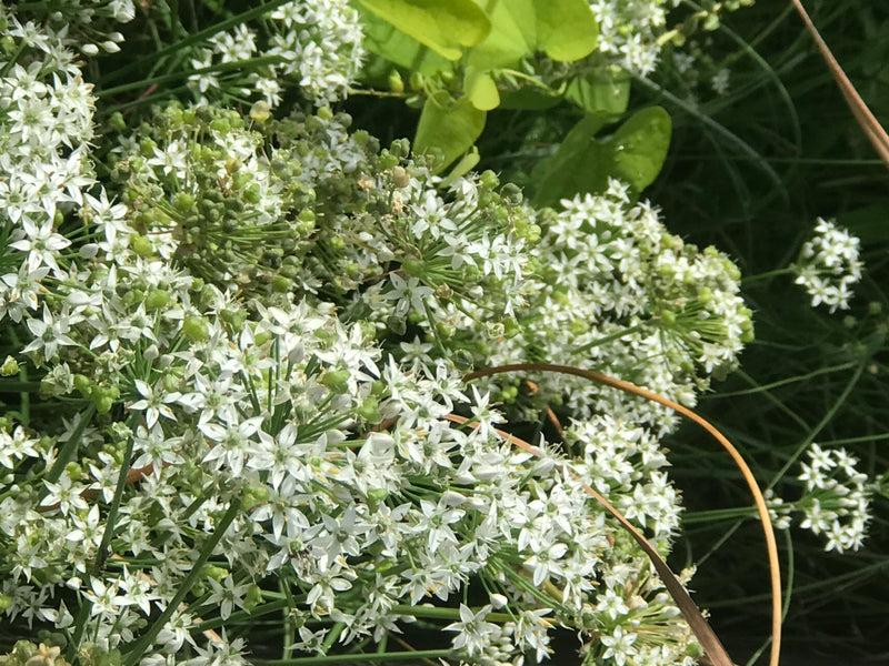 L'immagine mostra numerosi fiori bianchi e boccioli verdi di aglio tuberoso in primo piano. Le delicate ombrelle illustrano la tipica crescita della pianta.