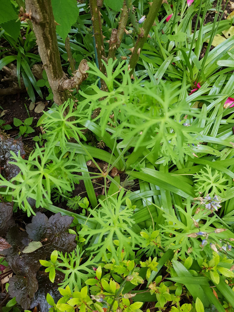 Cranesbill bulboso — Bild 1