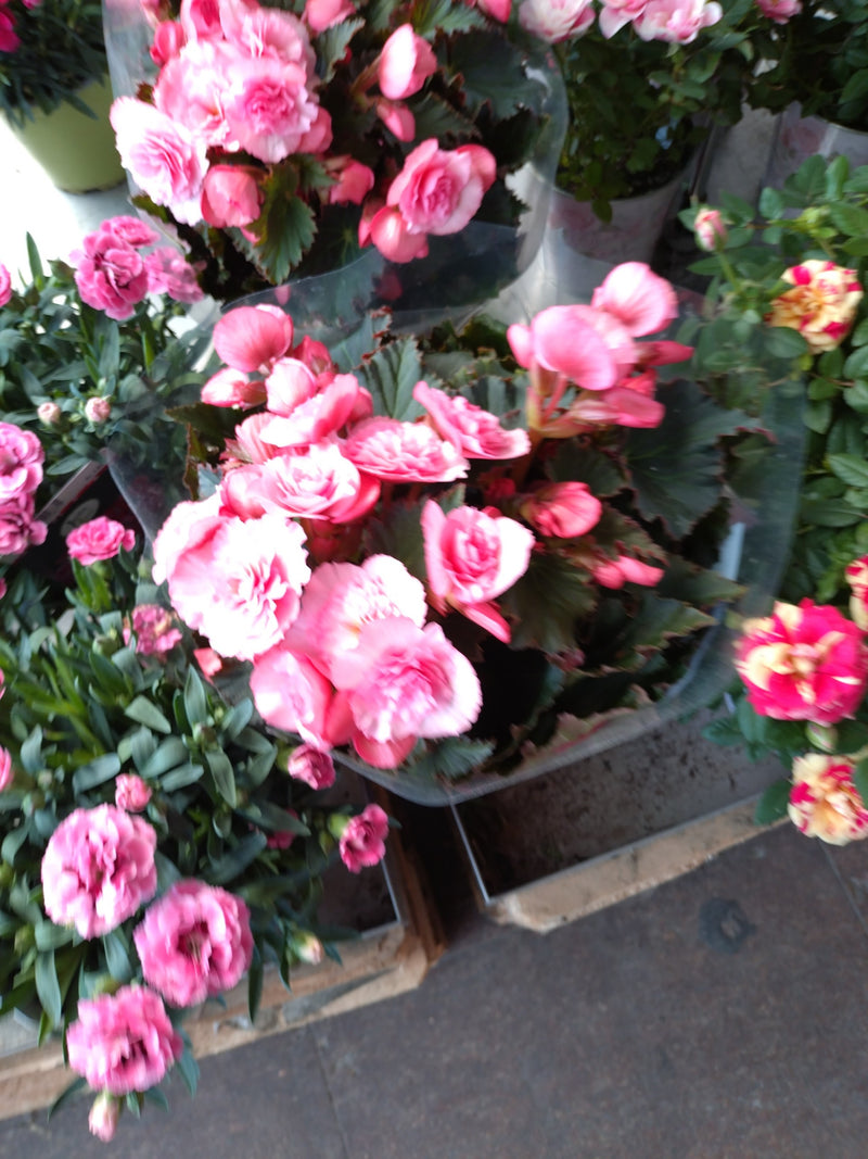 Begonia tuberosa — Bild 1