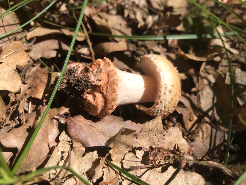 Fungo del cappuccio della morte — foto 5 di 10