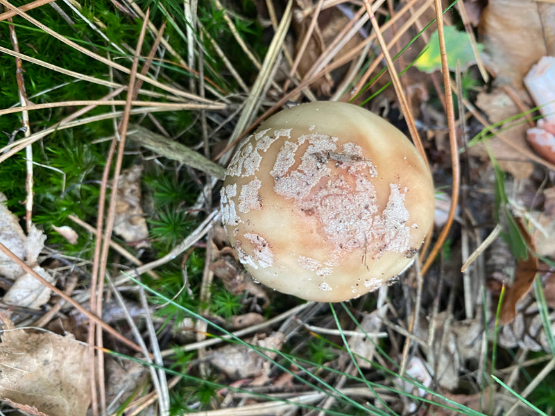 Fungo del cappuccio della morte — foto 3 di 10