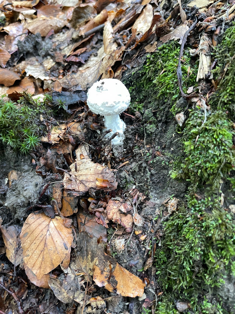 Fungo del cappuccio della morte — foto 2 di 10