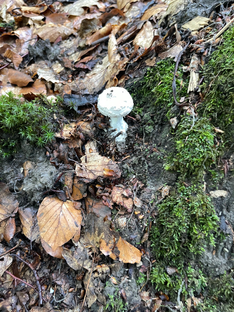 Fungo del cappuccio della morte — foto 1 di 10