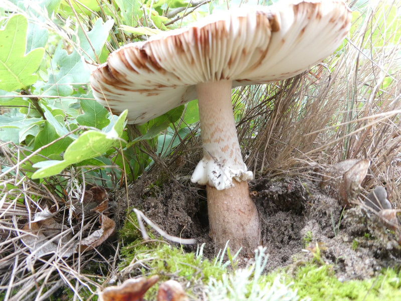 Fungo del cappuccio della morte — foto 4 di 10
