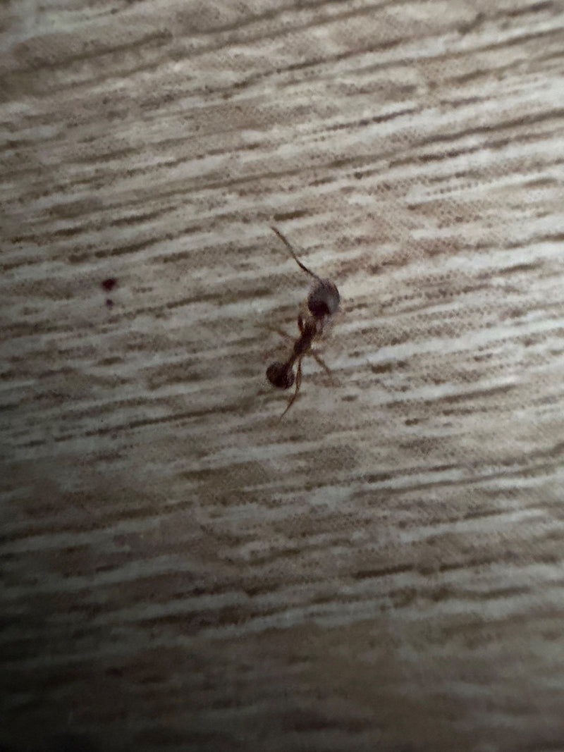 Formica nodo (genere Myrmica) — foto 3 di 11