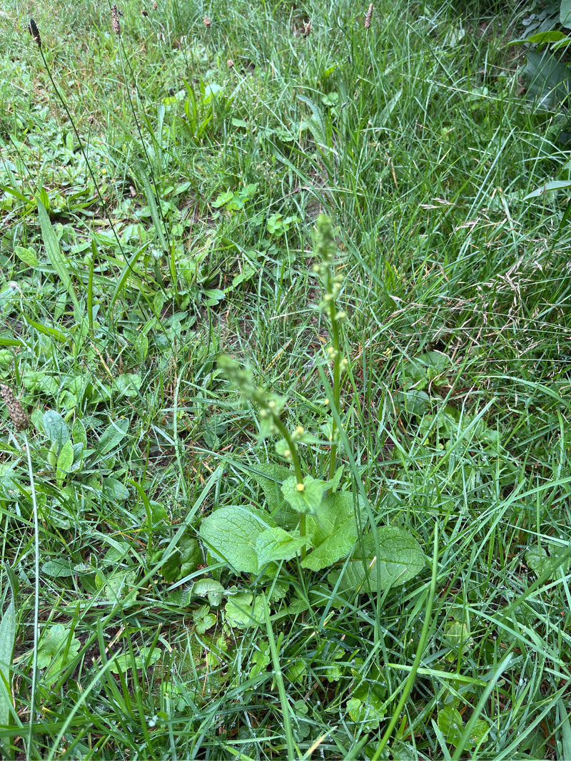 Fico nodulare — foto 2 di 8