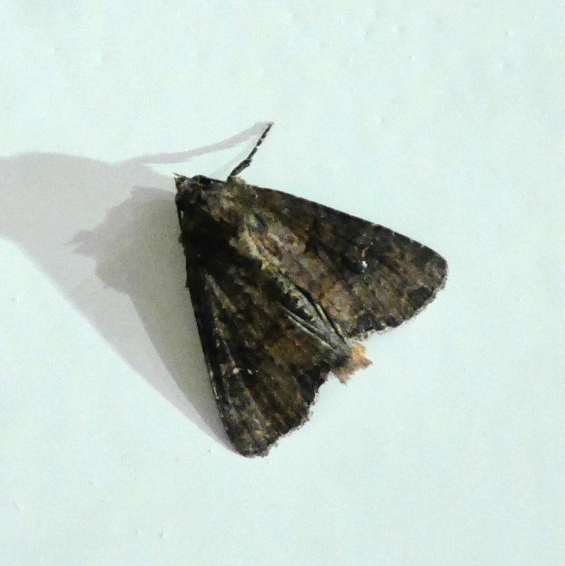 Gufo del carbone, filaria — Bild 2