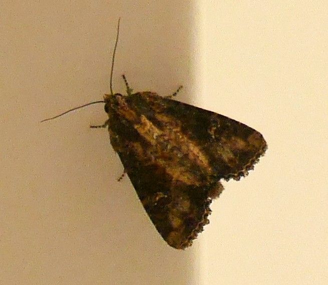 Gufo del carbone, filaria — Bild 1