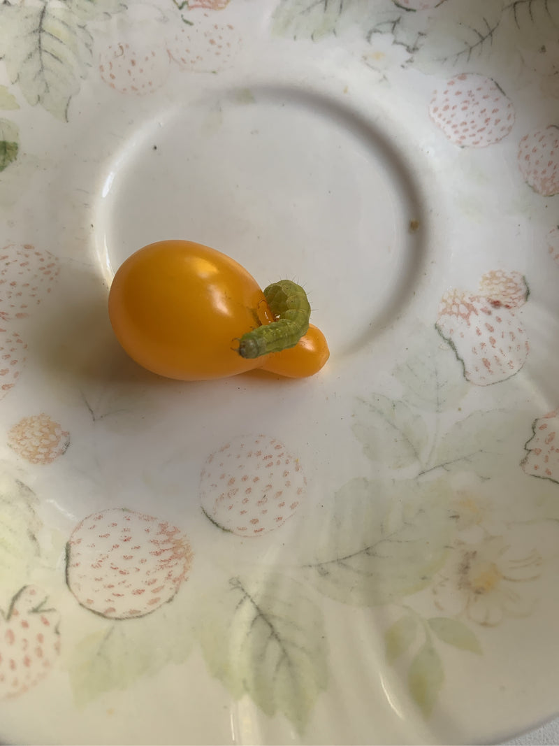 Un bruco verde è seduto su un pomodoro giallo adagiato su un piatto decorato.