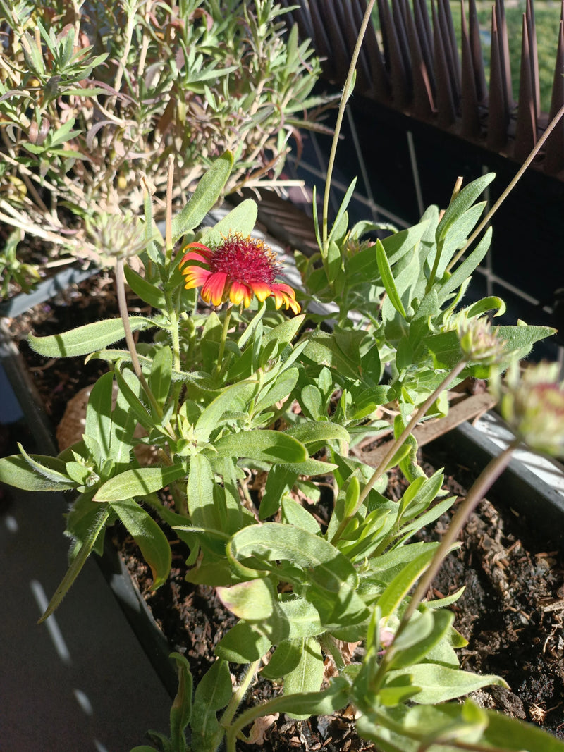 fiore della coccarda — Bild 1