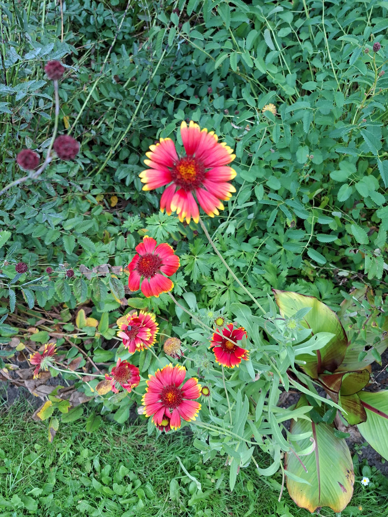 fiore della coccarda — Bild 1