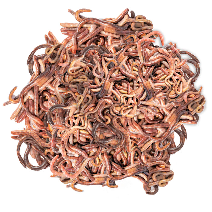 Vermi per compost - mix di vermi vivi - efficaci acceleratori di compost per scatole di lombrichi, composter per lombrichi, composter rapidi, composter