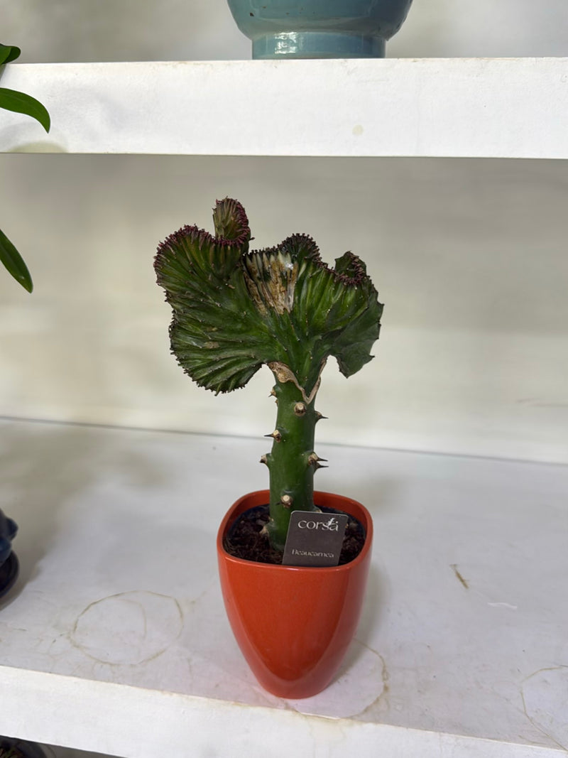 Euforbia corallina — Bild 3