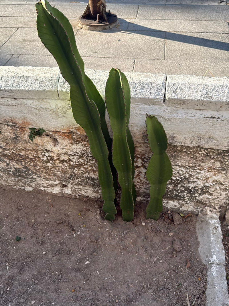 Sono visibili diversi steli verdi eretti di Euphorbia lactea che crescono dal terreno asciutto davanti a un muro di pietra chiaro. Gli steli succulenti mostr...