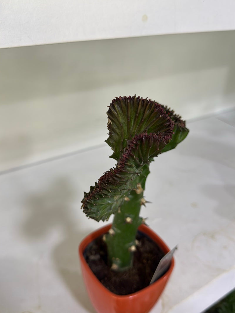 Euforbia corallina — Bild 4