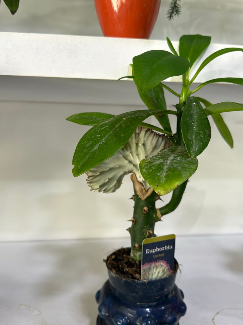 Euforbia corallina — Bild 2